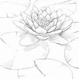 Loto Disegno Ninfee Seerose Fiore Lilia Wodna Lilies Realistic Kolorowanka Dipinti Floreali Matita Sketching Zeichnen sketch template