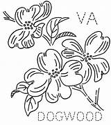 Dogwood Coloring Embroidery Virginia Printable Patterns Pages Flower Getcolorings Floral Print Flickr sketch template