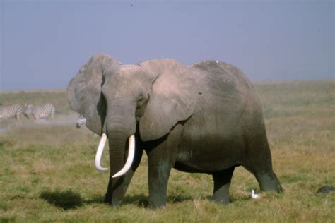 el bebe elefante el elefante su periodo de embarazo  gestacion
