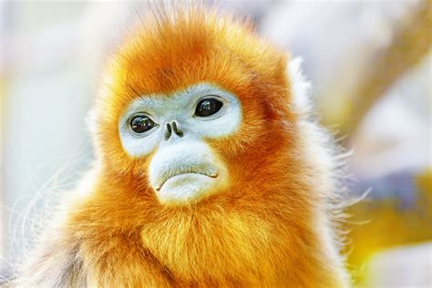 golden snub nosed monkey full hd wallpaper  background image