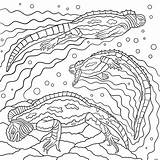Geographic National Coloring Pages Book Behance Iguana Sea sketch template