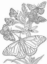Butterflies Butterfly Coloring Many Drawings 2010 November Larva sketch template