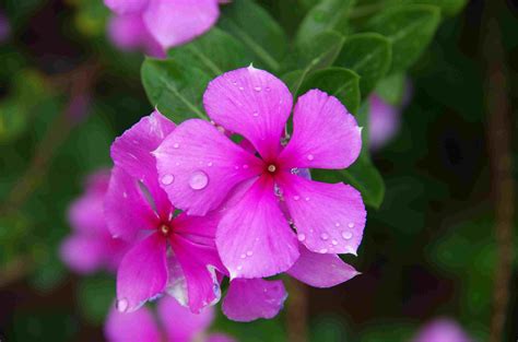 grow  care  periwinkle plants
