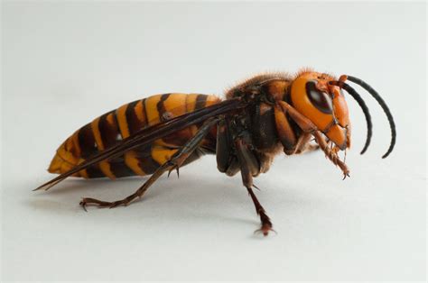 Three Invasive Asian Giant Hornets Have Been Found On Vancouver Island