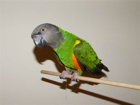 zoo senegal parrot