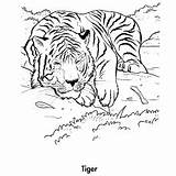 Bengal Cub sketch template