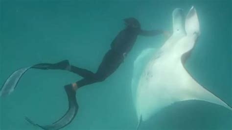 moment  manta ray appears    diver    australia