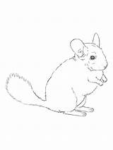 Chinchilla sketch template