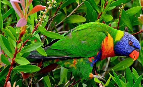 Top Most Beautiful Exotic Birds In The World Topthingz