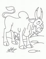 Ox Stier Ausmalbilder Sheets sketch template