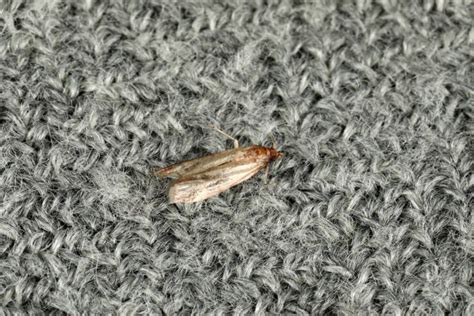 identifying moths clothes moths vs pantry moths plantura