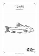 Coloring Pages Tench Cool Minnow Fishes Template Roach sketch template