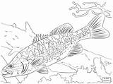 Largemouth Bass Coloring Fish Pages Drawing Getdrawings Basses sketch template