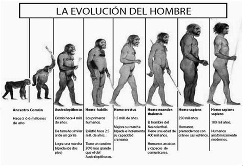 Evolución Del Ser Humano Download Scientific Diagram