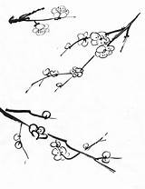Blossom Plum Getdrawings Drawing sketch template