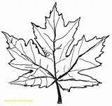 Leaf Maple Drawing Leaves Autumn Fall Pencil Tree Easy Line Coloring Syrup Japanese Pages Printable Clipart Drawn Drawings Template Sugar sketch template