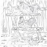 Claire Roost Chickens Roosting sketch template
