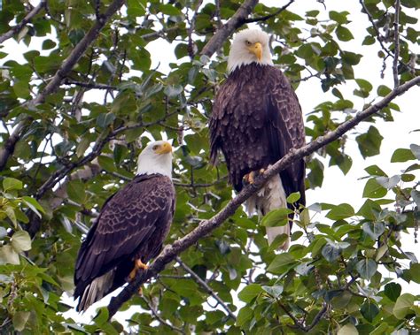 Table For Two A Male And Female Bald Eagle Perched Over