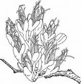 Fuchsia Coloring sketch template