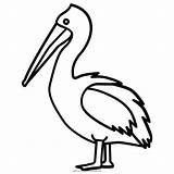 Pelican Coloring sketch template