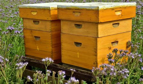 buy beehives complete beehives