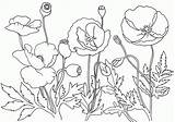 Coloring Poppy Poppies Pages Remembrance Kids Garden California Flower Printable Color Drawing Sheets Colorluna Coloringkids Adult Template Popular Getdrawings Getcolorings sketch template