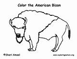 Bison Coloring American Drawing Getdrawings Sponsors Wonderful Support Please sketch template