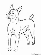 Terrier Coloring Pages Jack Russell Getcolorings Fox Printable sketch template