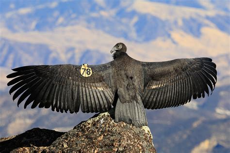 pinnacles condor chick explores   young condors released