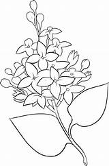 Lilac Flower Drawing Coloring Pages Flowers Paintingvalley Line Choose Board sketch template
