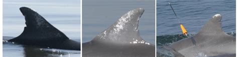 acceptable dorsal fin images    left sides   ideal  scientific