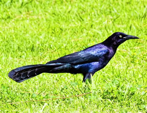 blackbird lockheed sr  blackbird high altitude high speed eurasian blackbird