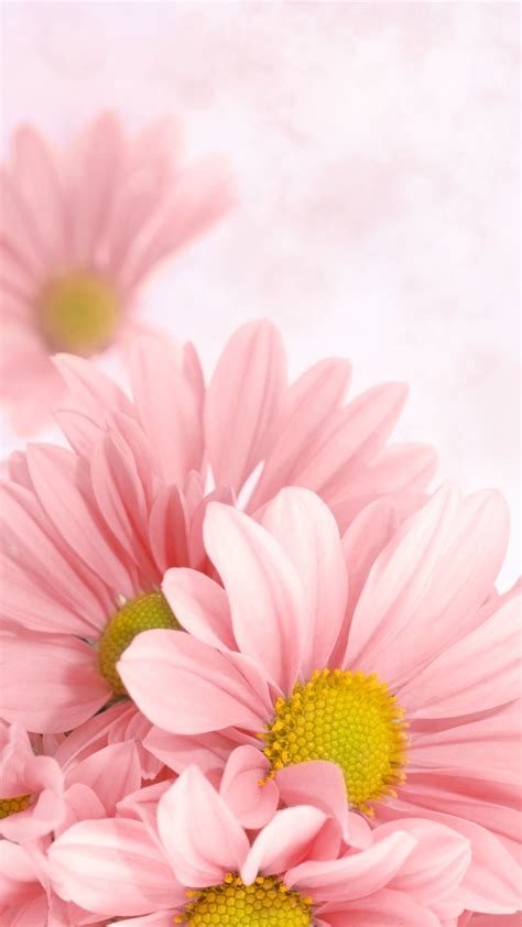 pink daisy wallpaper  pictures