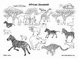 Animals Coloring African Grassland Pages Animal Savanna Savannah Draw Drawing Biome Africa Habitats Clipart Biomes Color Habitat Science South Exploringnature sketch template