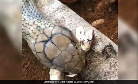 king cobra attacked  snake slammed   times