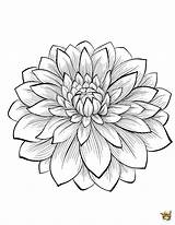 Dahlia Flower Drawing Coloring Line Pages Sketch Drawings Color Fleurs Paintingvalley Getcolorings Sketches sketch template