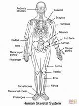 System Coloring Human Skeletal Pages Printable Body Kids Anatomy Circulatory Diagram Nursing Skeleton Systems Anterior sketch template