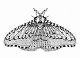 Pens Gel Zentangle Moth Zentangles sketch template