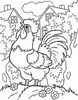 Domestic Fowl Rooster sketch template