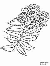 Coloring Pages Flower Flowers Realistic Drawing Bluebonnet Oregon Printable Grape Texas Coloringpagebook Rocky Template Online Drawings Coloringpages101 Advertisement Getdrawings Sheets sketch template