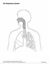 Respiratory System Blank Printable Grade Teachervision sketch template