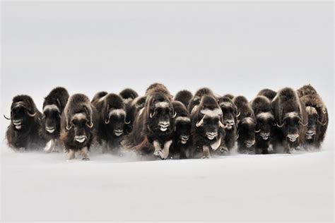 big game musk ox national geographic animals wildlife photography