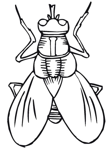 insect coloring pages  coloring pages  kids