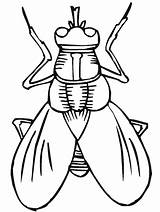 Insect Coloring Pages Fly Kids sketch template