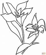 Coloring Lily Lilium Flower Pages Drawing Easter Main Drawings Kids sketch template