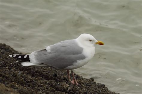 Colourringed Gulls And Wildlife In Belgium Gulls Jackdaws And White