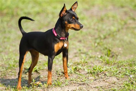 miniature pinscher dog breed information pictures