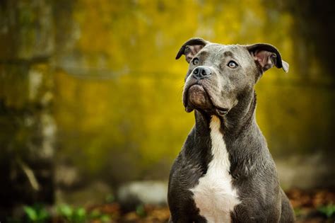 stunning facts    breeds  pit bulls  pictures pet ponder