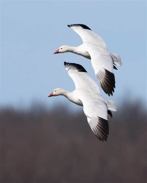 snow goose pair  flight focusing  wildlife