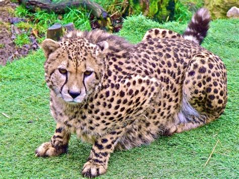 Related Keywords And Suggestions For Lion Cheetah Hybrid